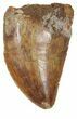 Juvenile Carcharodontosaurus Tooth - Cyber Monday Special! #55781-1